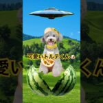 可愛いトイプードルをお迎えしました🐶【UFO 未確認飛行物体】 #shorts #dog #推しの子