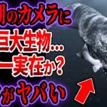 『ネッシー実在確定？』ネス湖のWebカメラに５mの巨大生物を発見…カメラが捉えた奇妙な生物の正体がヤバい【ゆっくり解説】【UMA・未確認生物】