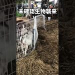 未確認生物襲来#animals #goat #horse