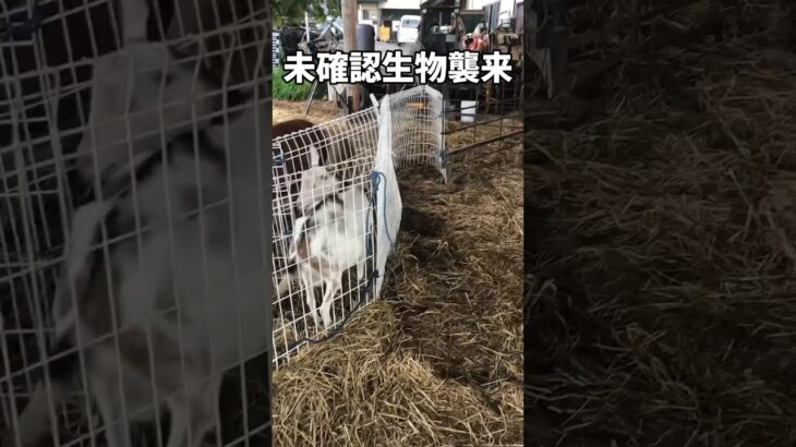 未確認生物襲来#animals #goat #horse