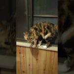 未確認飛行物体発見！？　三毛猫はなちゃん　#shorts  #cat #三毛猫 #猫のいる暮らし