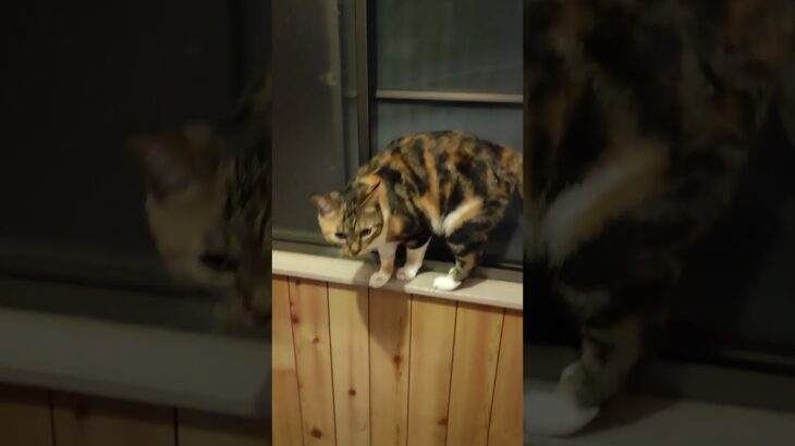 未確認飛行物体発見！？　三毛猫はなちゃん　#shorts  #cat #三毛猫 #猫のいる暮らし