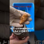 【スマトラオオヒラタ】未確認生物にも見えなくもない蛹を人工蛹室へ