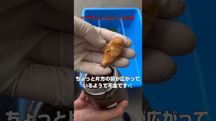 【スマトラオオヒラタ】未確認生物にも見えなくもない蛹を人工蛹室へ