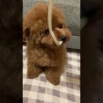 未確認飛行物体UDONに寄生される犬 #トイプードル #toypoodle #uma #shorts