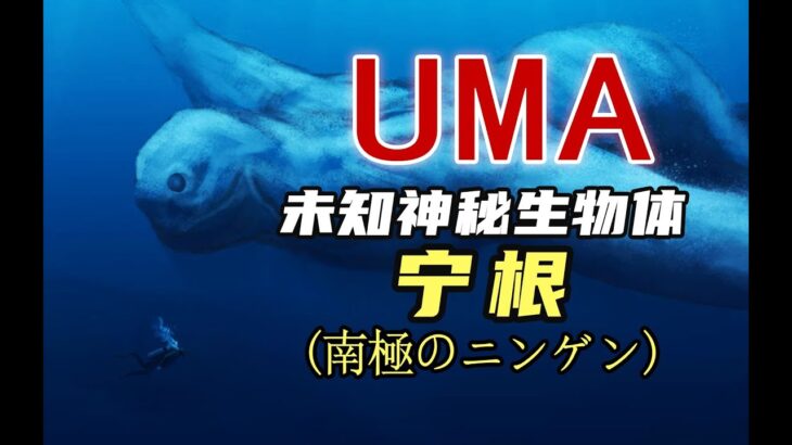 【UMA繫列】第二期：神秘的南極水怪，未知生物體 寧根#未解之謎 #海怪 #未確認生物 #自然 #人文曆史 #水怪