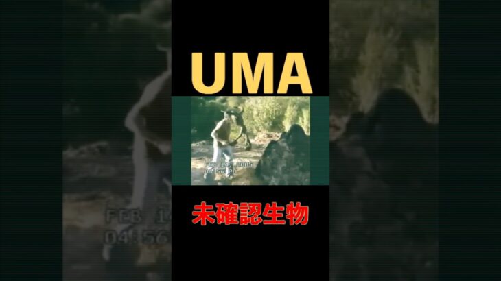 UMA 未確認生物 #UMA#未確認生物